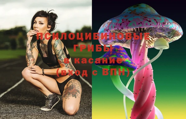 крисы Баксан